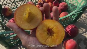 Персик Экстрим 514 (8 июля) Кубань 2025