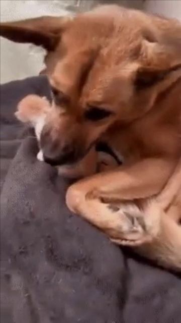 Собака забрала котенка у мамы кошки на воспитание смотреть онлайн