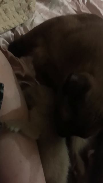 Самые необыкновенные тонкинезики) Бронь.