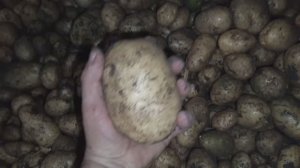 Копаем картофель "вымпел" 2025г.