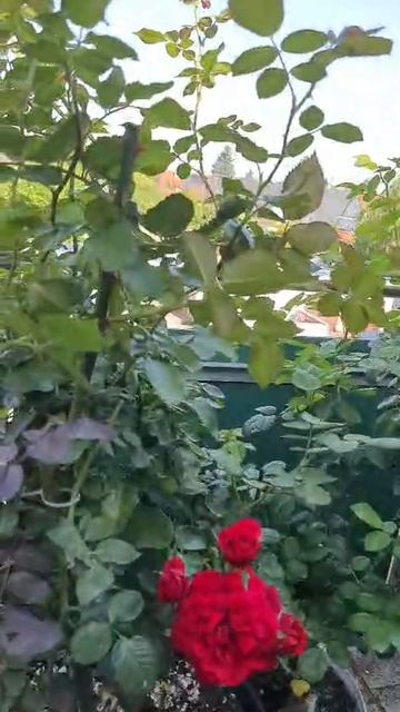 люси розы смотреть онлайн