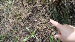 Метельчатая гортензия должна цвести ежегодно.13.08.2025