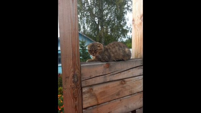 Бонни сейчас. Малышке 6 мес. Спасибо моим подписчикам за спасение этой милой кошечки! смотреть онлайн