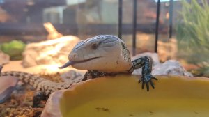 Panteric – зоомагазин экзотических животных