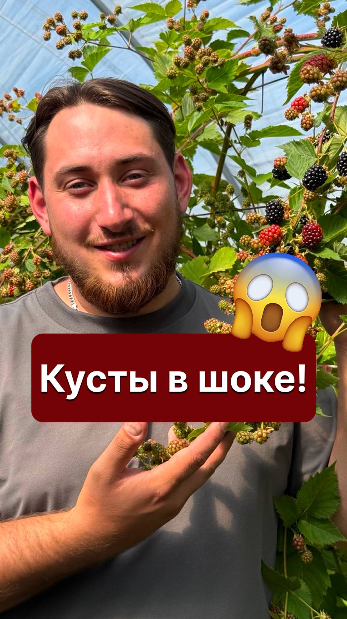🍇 Секрет сладкой и крупной ежевики, о котором молчат садоводы