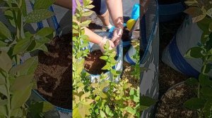 Пересадка саженца голубики сорта Сиерра в контейнер 80 литров