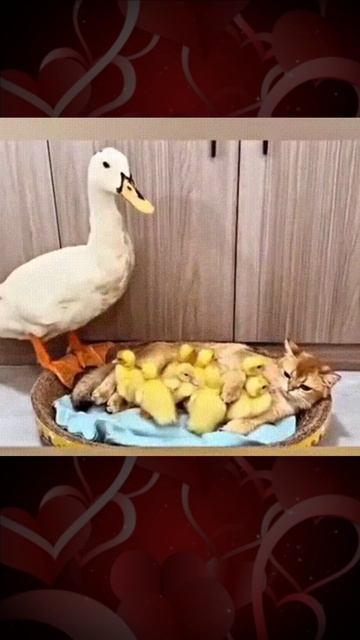 Кошка с утятами и мама утка смотреть онлайн