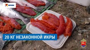 20 кг красной икры добыли браконьеры в Магаданской области