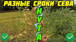 Разные сроки сева нута, какой лучше?