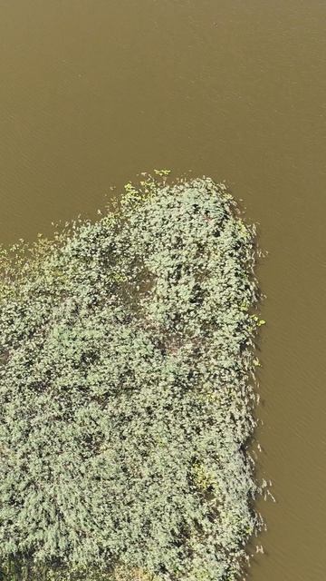 Есть ли что-то прекраснее леса? смотреть онлайн