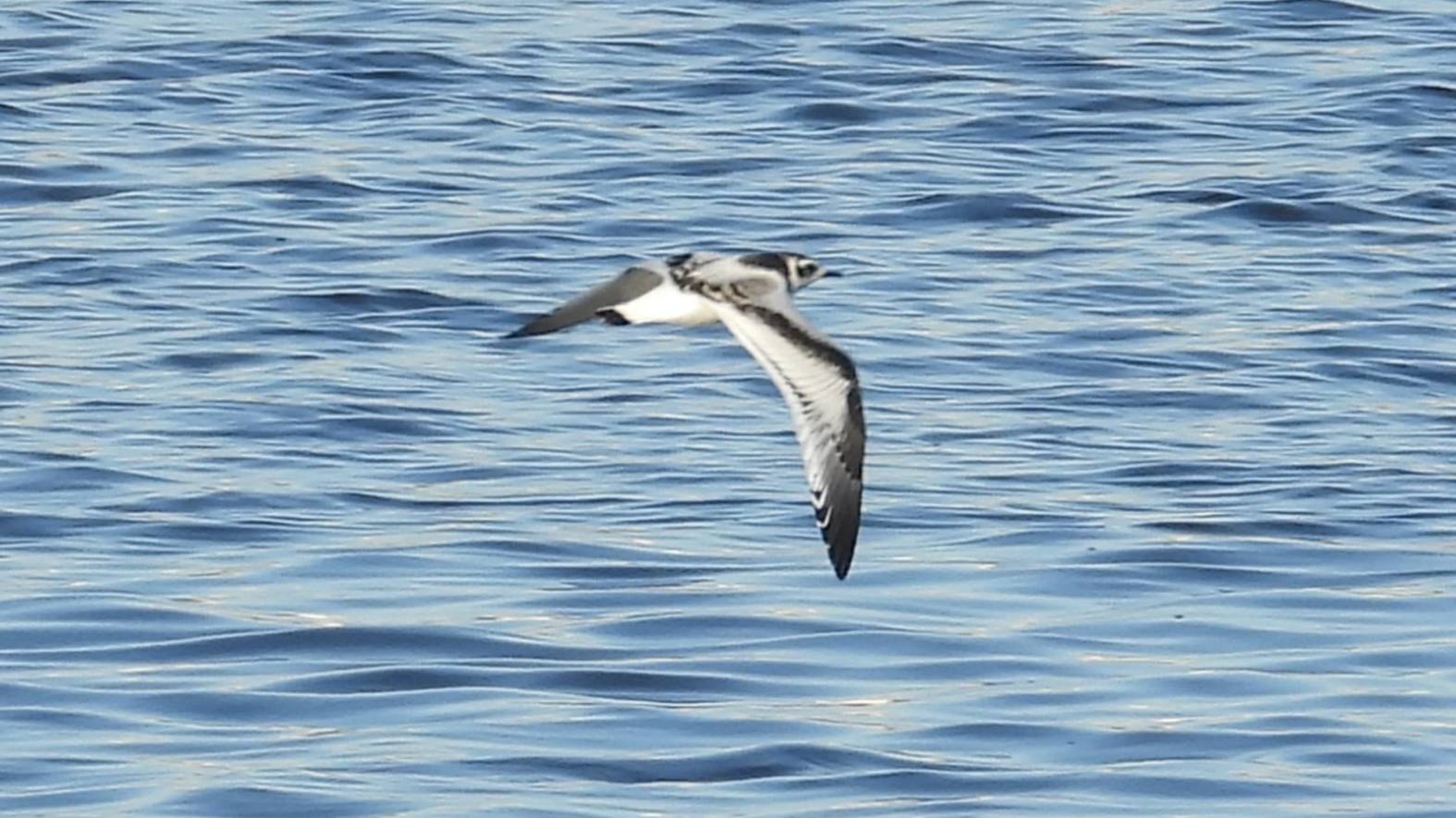 Малая Чайка начало отлета птицы небольшими стайками летят вниз по течению реки Волхов, 13.08.2025 смотреть онлайн