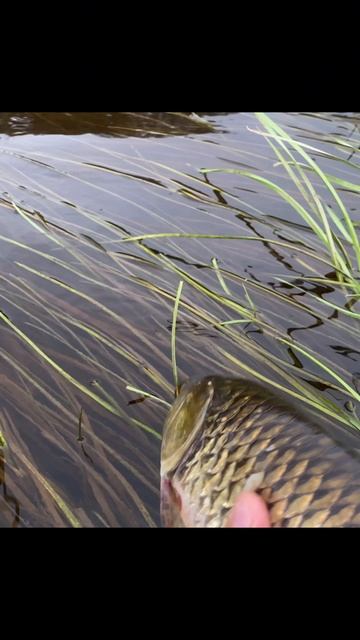 Красавец на свободе! смотреть онлайн