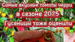 Гусеницы знают толк в помидорах.Самые вкусные черри.