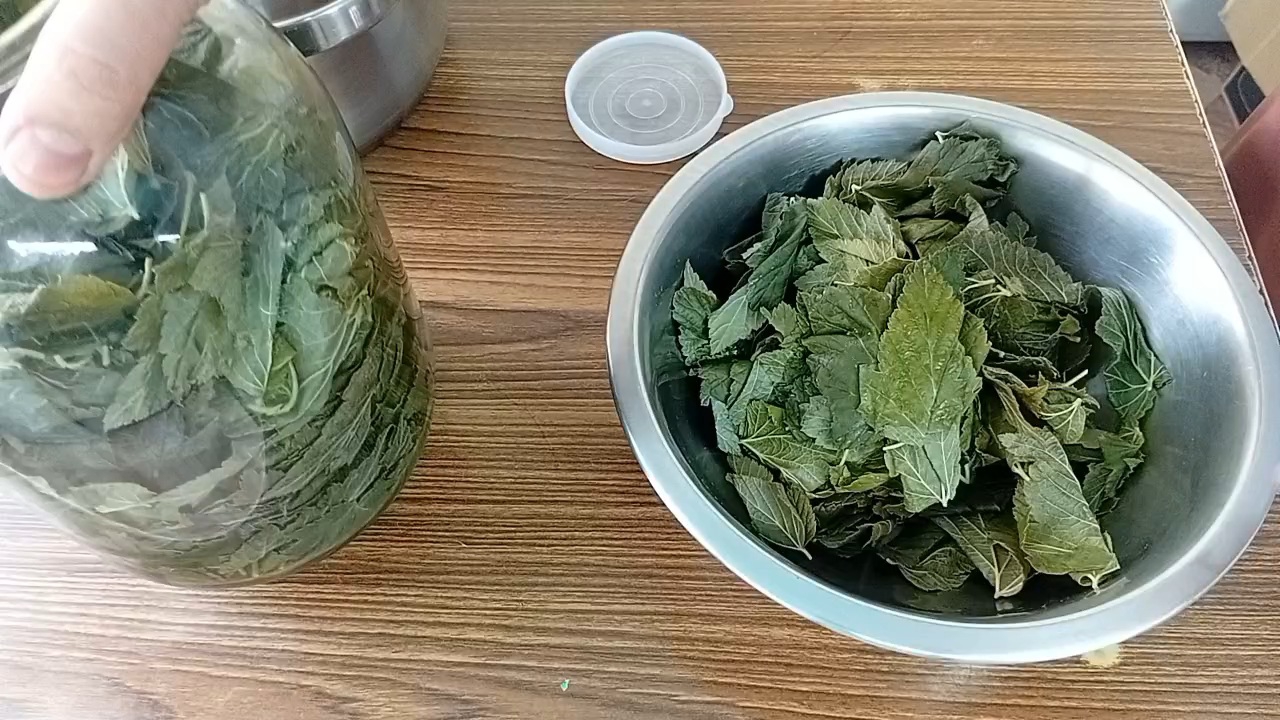 Ферментация и сушка листьев смородины смотреть онлайн