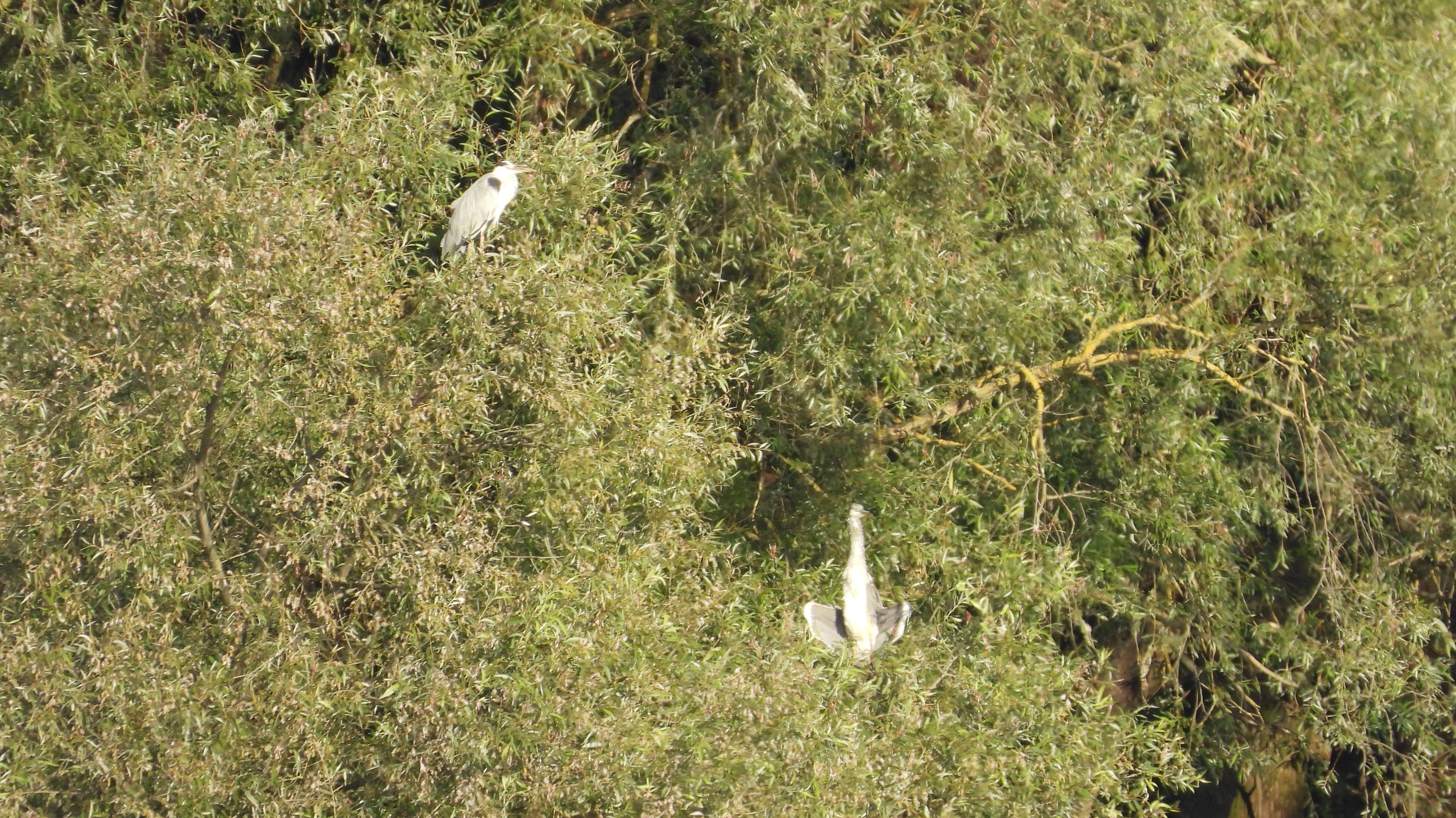 Серая Царля на деревьях, наблюдение птиц в Великом Новгороде, 13 августа 2025 смотреть онлайн