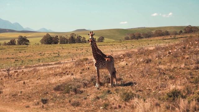 Жираф видео: Красивые жирафы на природе и в зоопарке | Лето, солнце, трава и листья смотреть онлайн