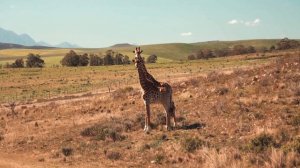 Жираф видео: Красивые жирафы на природе и в зоопарке | Лето, солнце, трава и листья