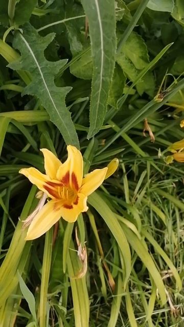 лилейник августа 2025 смотреть онлайн