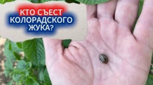 КТО СЪЕСТ КОЛОРАДСКОГО ЖУКА? БЕЗОПАСНОЕ СРЕДСТВО ОТ КОЛОРАДСКОГО ЖУКА - ЖУКОЕД БИО