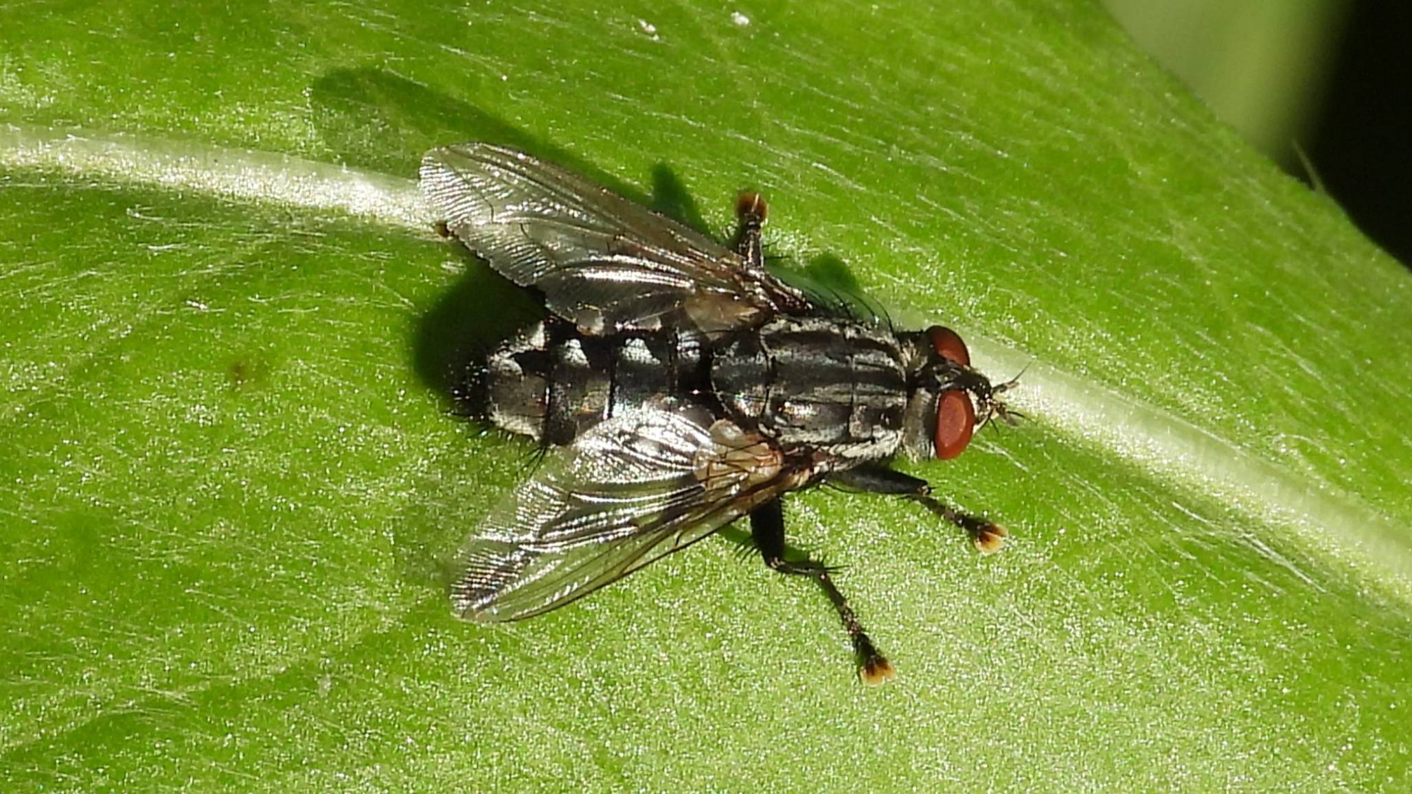 макро видео фотоаппаратом Никон Р1000, насекомые в движении, муха Саркофага, 13 августа 2025 смотреть онлайн