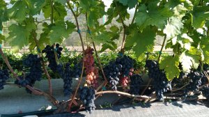 Первый созревший виноград в открытом грунте. Нижегородская обл.