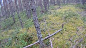 За лисичками!!!(со звуком)