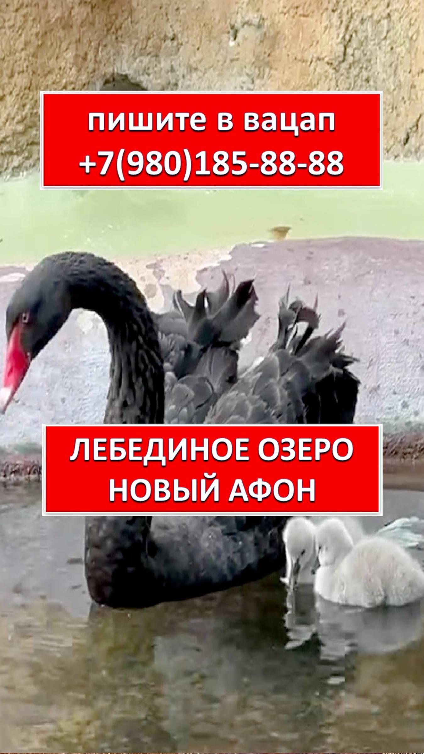 ЛЕБЕДИНОЕ ОЗЕРО. НОВЫЙ АФОН