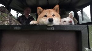 ПОЕЗДКА ЗА ГРИБАМИ