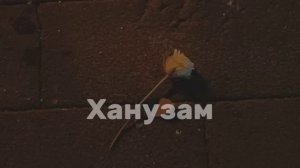 Бехтарин Суруди Эрони { ХАНУЗАМ }