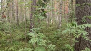 Духовные уроки и метафизика рака