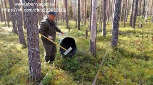 Грабли профи и профи-м, на чернике. Сбор черники граблями 2025г.