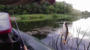 рыбалка на поплавочную удочку на реке. ХОРОШАЯ ПЛОТВА И ГУСТЕРА НА ПШЕНИЦУ.