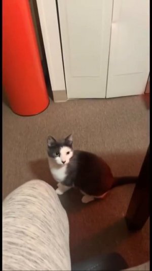 Наш TG https://t.me/liveofcats