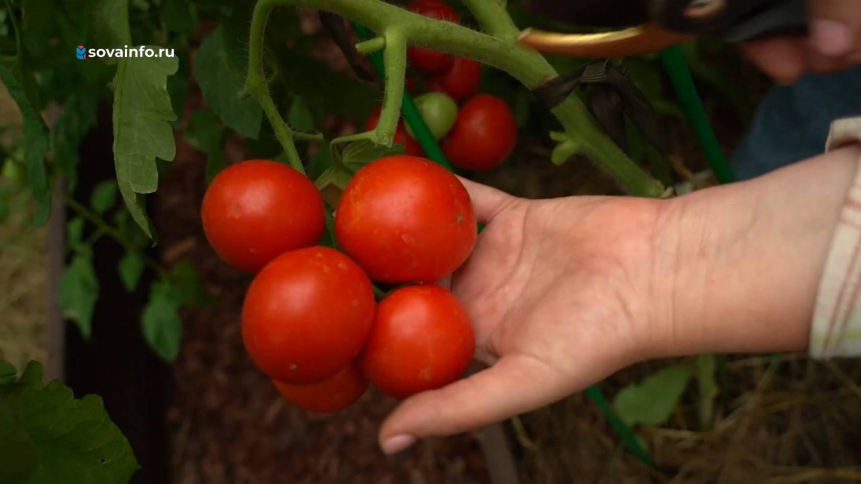Томаты, зелень, земляника. Дачные сезоны