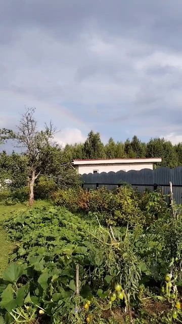 Радуга. 10.08.2025 смотреть онлайн