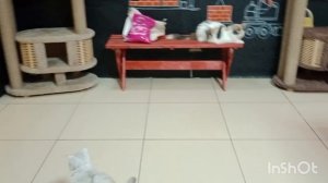 Цены на центральном рынке «стабильные» Очаровательные кошки 🐱 Вечер на набережной 🌅