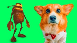 ШОКОЛАДНЫЙ КАМНЕЕЖКА? ДАНУНАФИГ!! Корги Коржик Говорящая собака