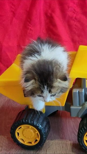 Котенок приехал на детском самосвале 2. #шорты 4k смотреть онлайн