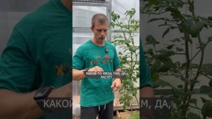 Сыплю золу, добавляю доломитовую муку — а вершинка всё равно гниет! Почему?