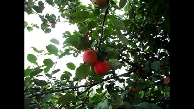 Яблоня ГОРНОАЛТАЙСКАЯ