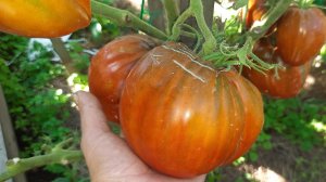 Обзор ТОМАТОВ по сортам!