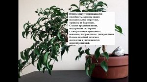ПРИМЕТЫ И СУЕВЕРИЯ. Фикус Бенджамина. ДЛЯ ДОЛГОЛЕТИЯ