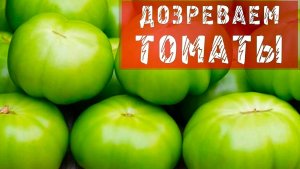 ДОЗРЕВАНИЕ ЗЕЛЕНЫХ ПОМИДОР В ДОМАШНИХ УСЛОВИЯХ