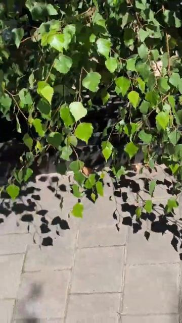 Аллея Берёз, городов Героев #НароФоминск #Центр смотреть онлайн