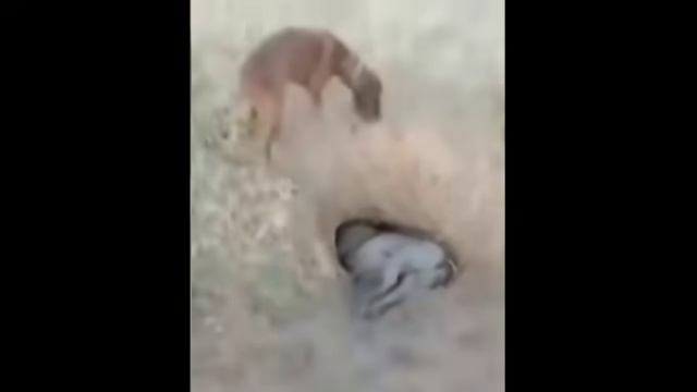 Лучшие приколы на охоте смотреть онлайн