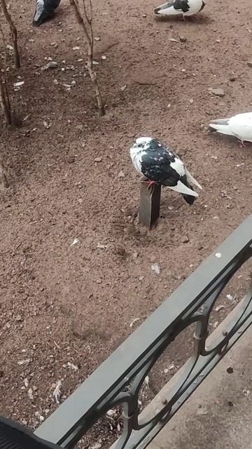 самый главный