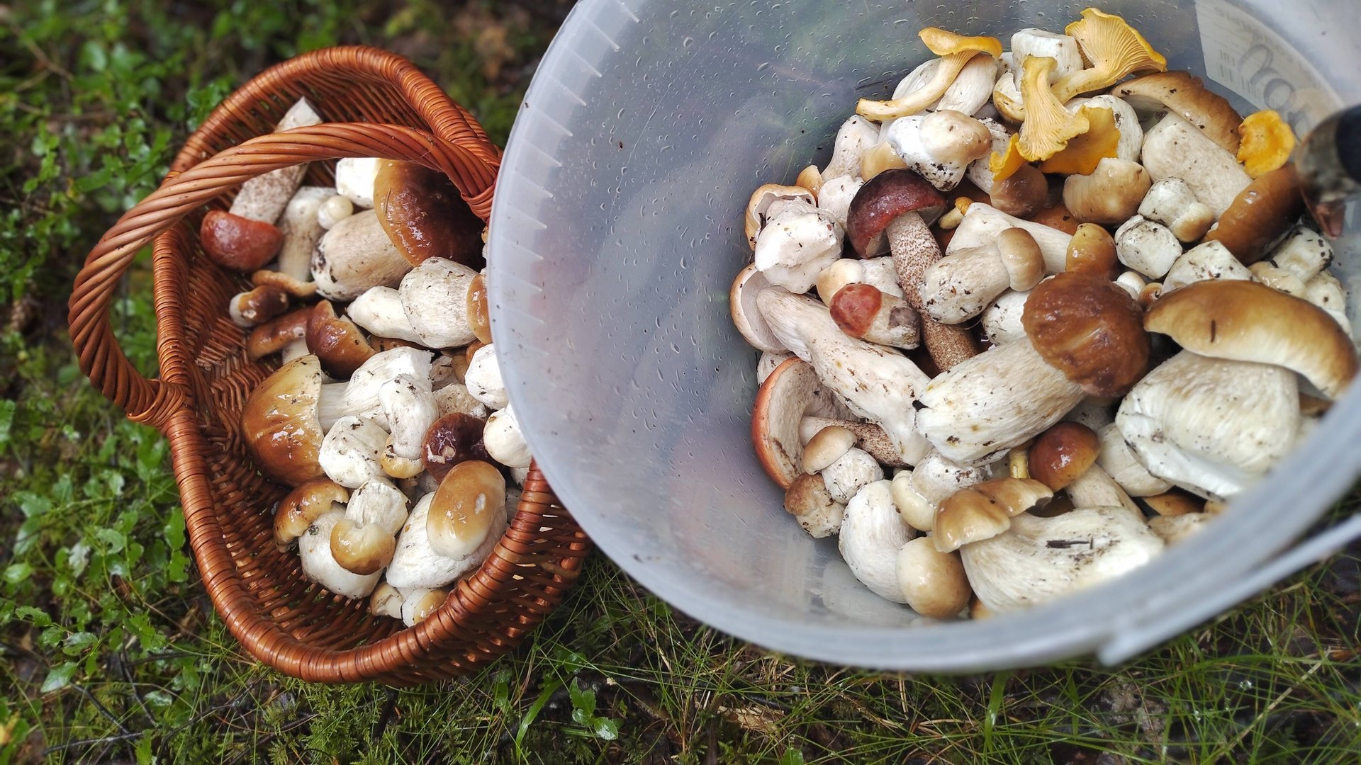 Клондайк белых грибов! Грибники в шоке! Сбор после работы 13.08.25 смотреть онлайн