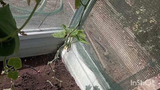 посеяла "Машу", надеюсь успеют дать урожай, 13.08.25 смотреть онлайн