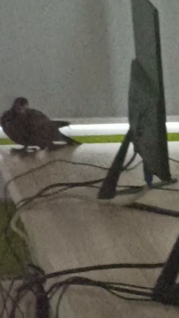 В класс программирования залетел голубь!