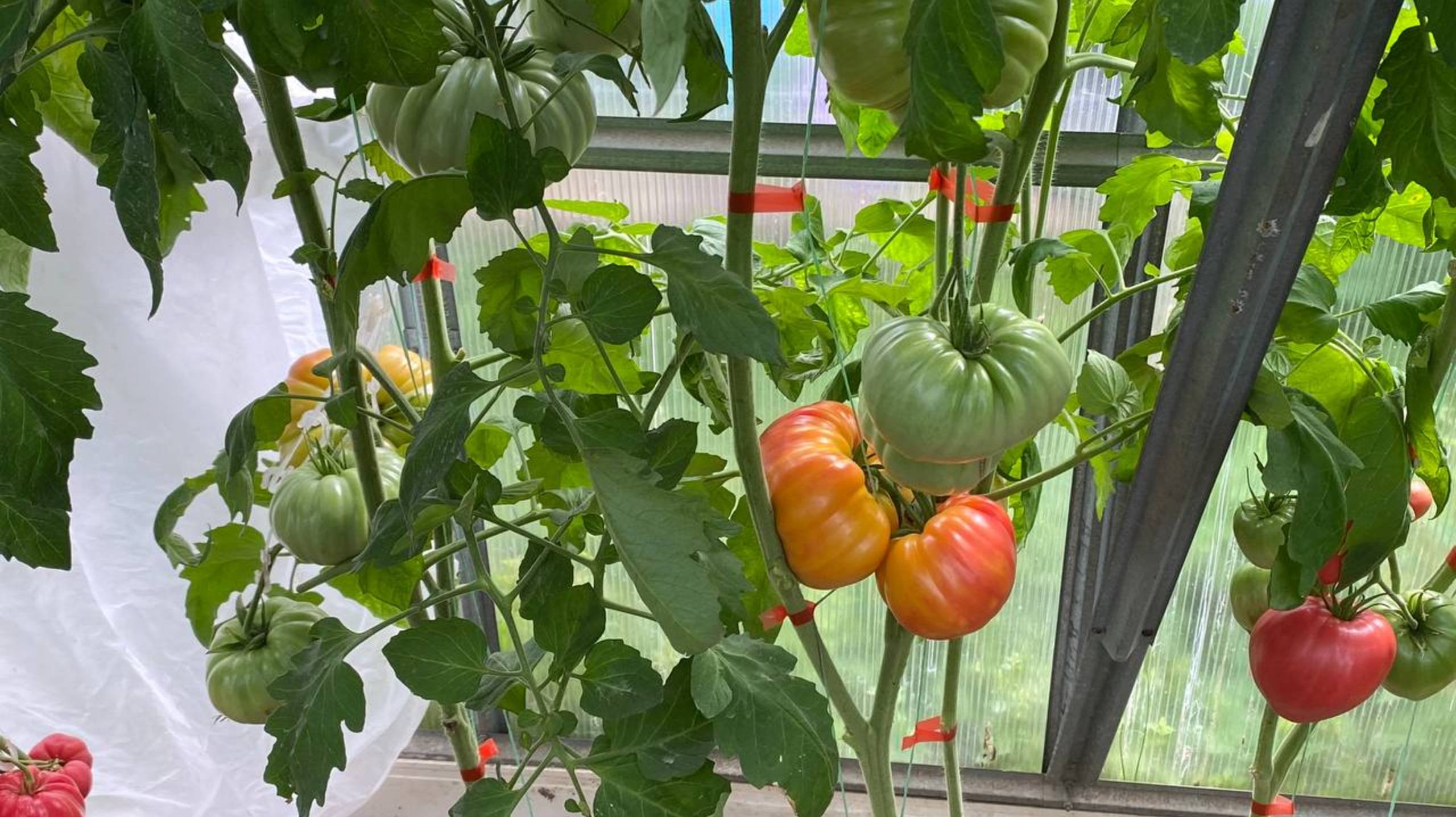 Дневник моих огородных дел. 12 августа 2025 года